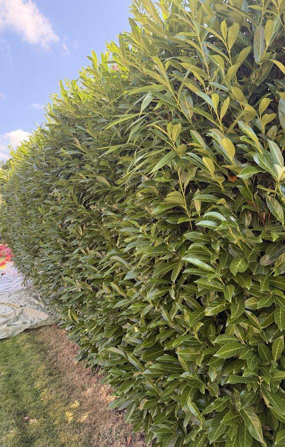 Gartenpflege vorher Hannover