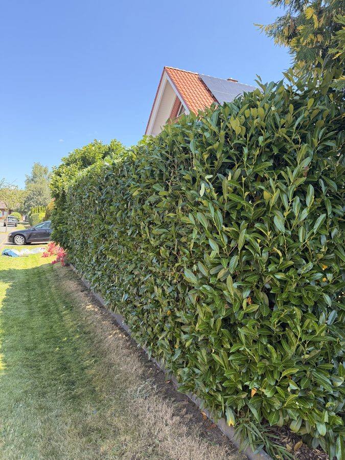 Gartenpflege nachher Hannover