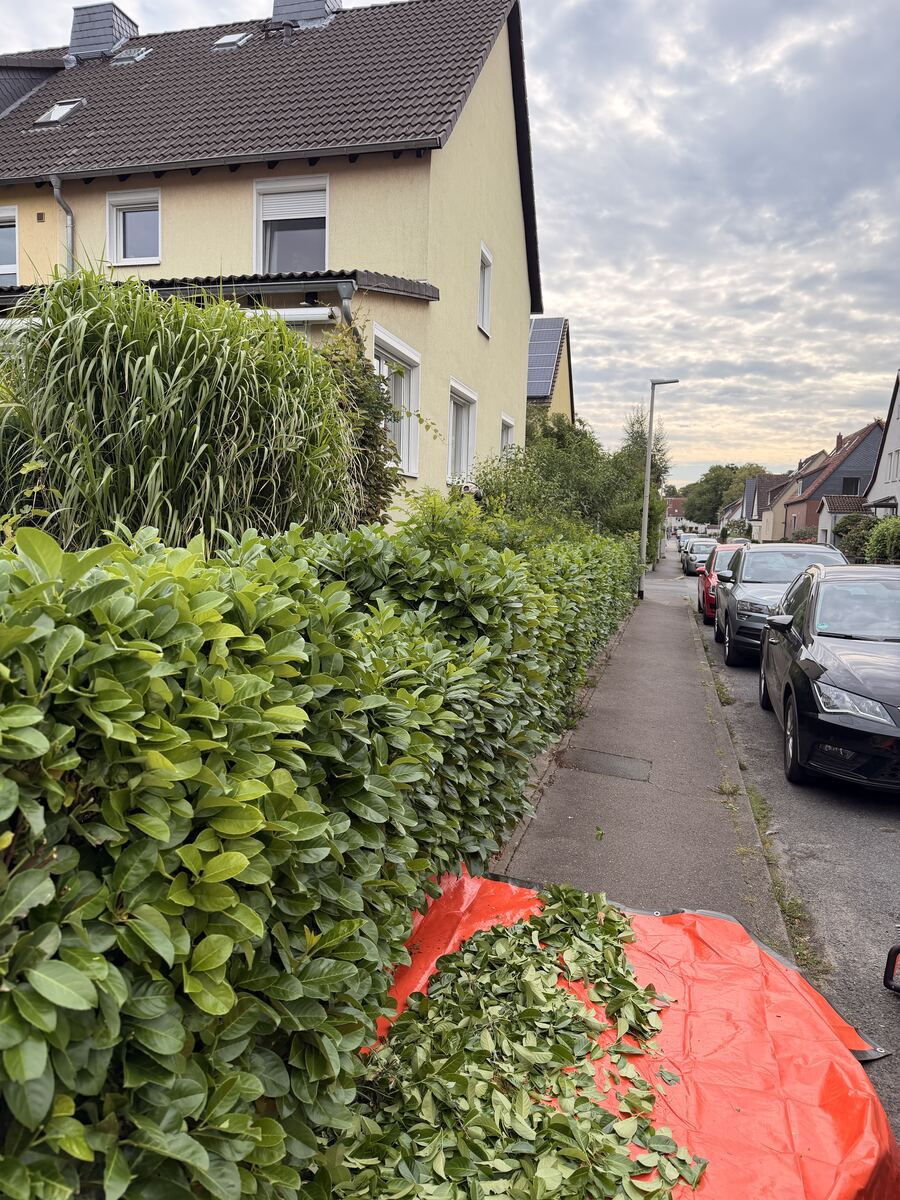 Gartenpflege Heckenschnitt Hannover vorher – überwucherte Kirschlorbeerhecke an der Straße
