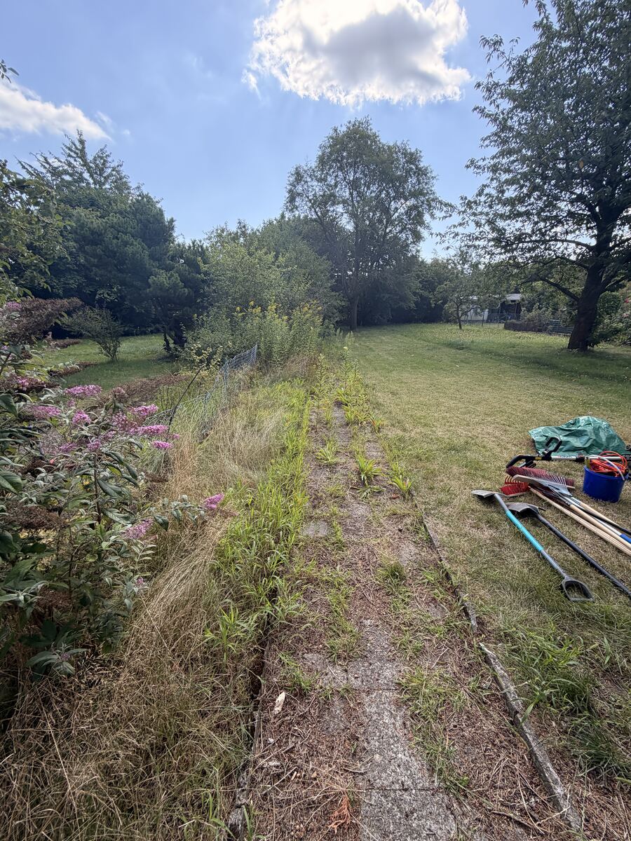 Komplett verwilderter Gartenweg in Hannover, zugewachsen mit hohem Wildgras, vor der Gartensanierung
