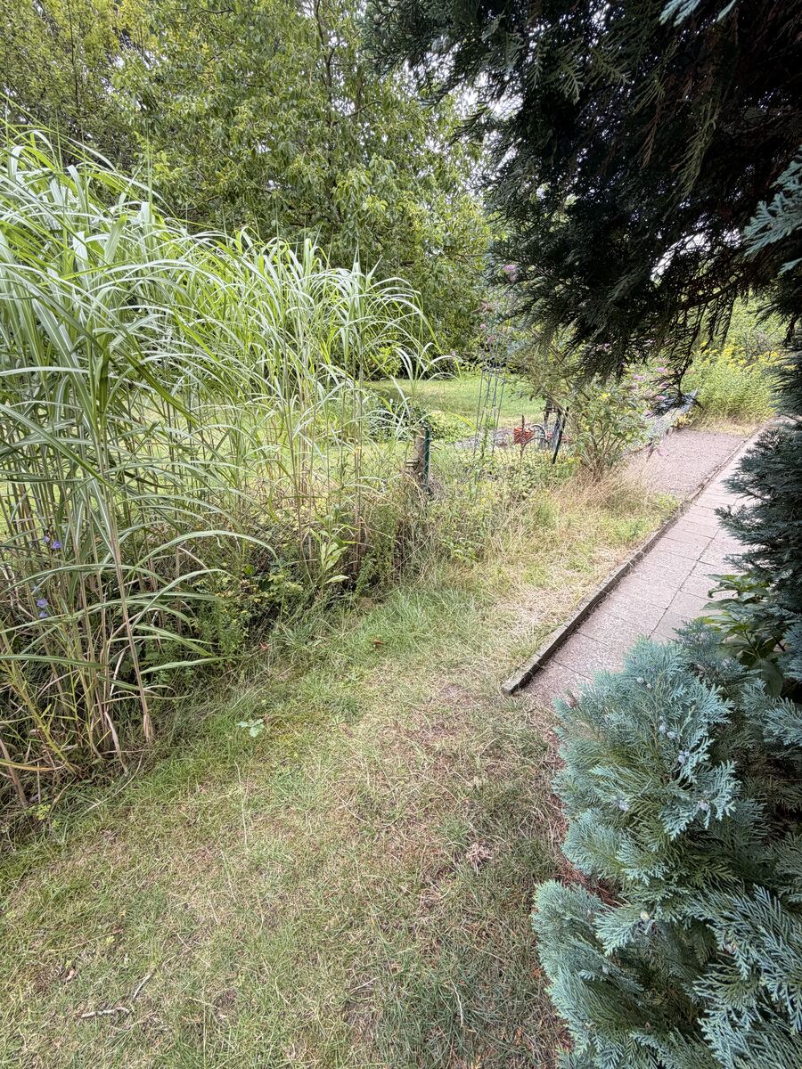 Gartenweg Hannover vorher – überwuchertes Ziergras versperrt den Weg