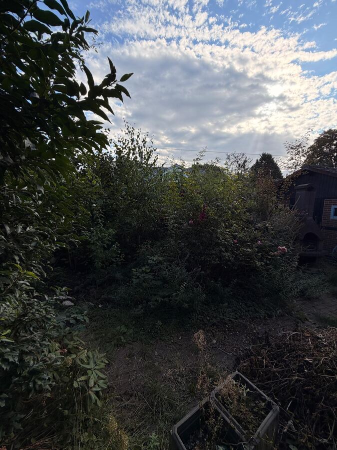 Komplett verwilderter Garten in Hannover mit hohem Wildwuchs, vor der Gartensanierung